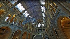 Muzeum Historii Naturalnej w Londynie. Teraz w hallu wisi szkielet płetwala błękitnego 
