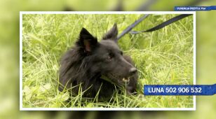 Luna szuka domu!