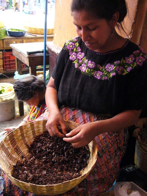 Mrówki przygotowywane do konsumpcji w Gwatemali. Podawane są m.in. w wersji usmażonej
