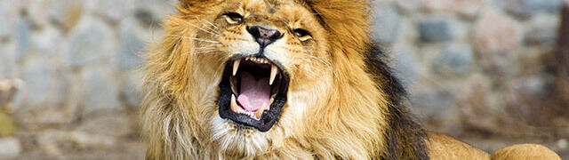  Lions Devoured Poachers 