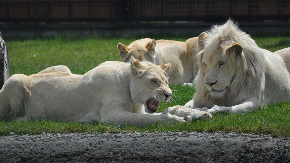 Lwice potraktowały lwie noworodki jak maskotki. Tragedia w zoo w Łódzkiem