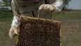Światowy Dzień Pszczół. Te ważne owady cierpią przez zanieczyszczenie środowiska
